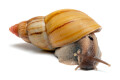 Lissachatina zanzibarica type 4 adult